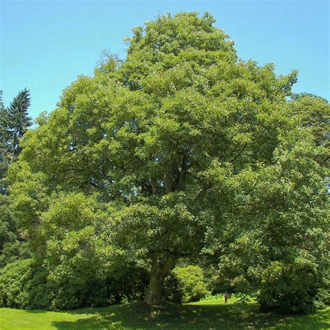 Sycomore (Acer pseudoplatanus) .